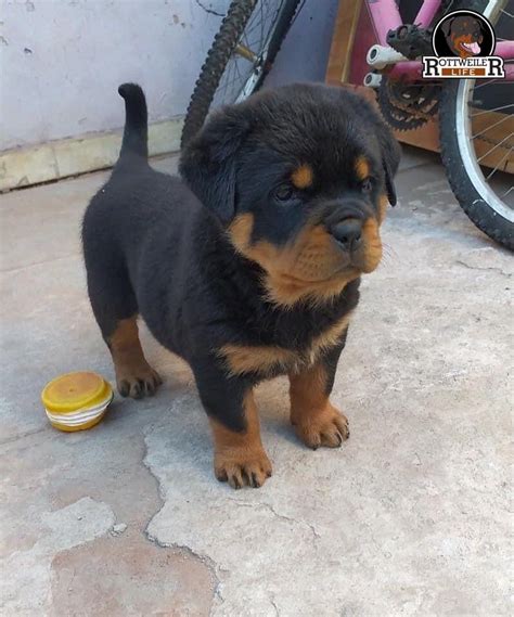 Rottweiler Breed Rottweiler Lovers Fluffy Animals Rottie