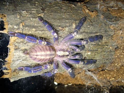 Gooty Sapphire Tarantula l Beautiful - Our Breathing Planet