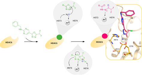 2 Difluoromethyl 1 3 4 Oxadiazoles The Future Of Selective Histone