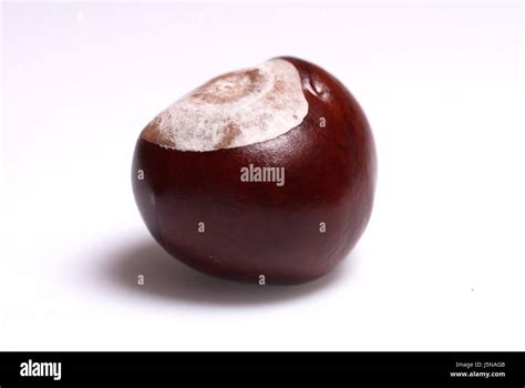 Tree Green Brown Brownish Brunette Fruit Sperm Cool Sting Chestnuts Bowl Do Stock Photo Alamy