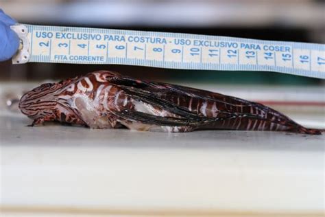 A Gazeta Há riscos de o venenoso peixe leão achado em Noronha