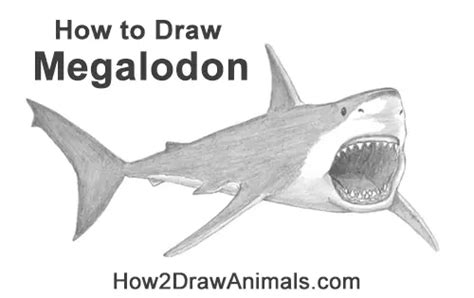 How To Draw A Megalodon Shark Video Step By Step Pictures