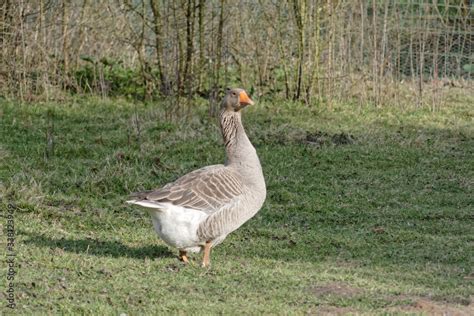 Belle oie cygne ou oie cygnoïde Stock Photo | Adobe Stock