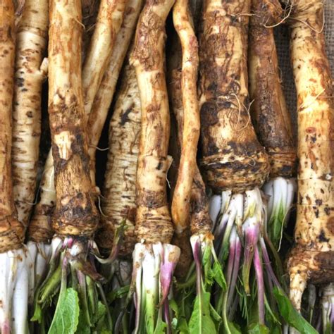 Horseradish Roots For Planting Grow Big Top Horseradish Horseradish