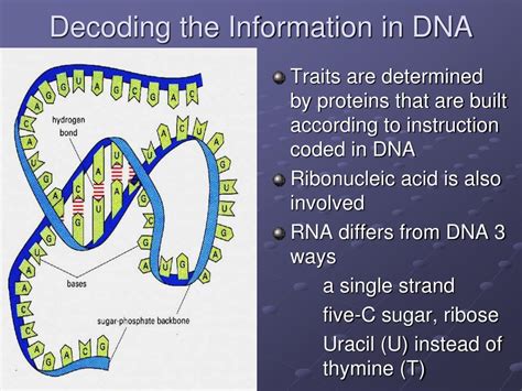 PPT Chapter 9 DNA THE Genetic Material PowerPoint Presentation Free