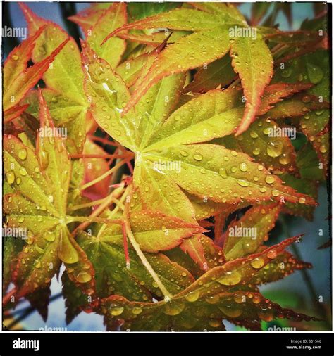 Yellow japanese maple leaves. Acer japonicum leaf Stock Photo - Alamy