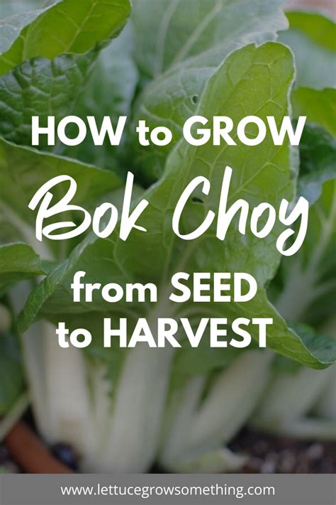 Guide To Growing Bok Choy From Seed To Harvest Lettuce Grow Something