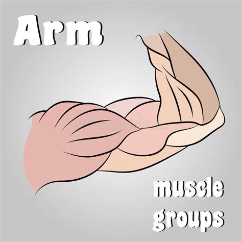 Muscle Groups Of An Arm Stock Vector Illustration Of Champion 150506982