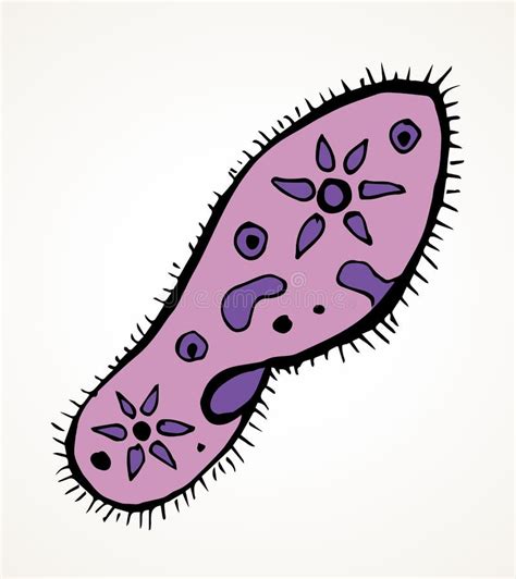 Paramecium Caudatum ícone De Desenho Vetorial Ilustração Do Vetor Ilustração De Paramecia