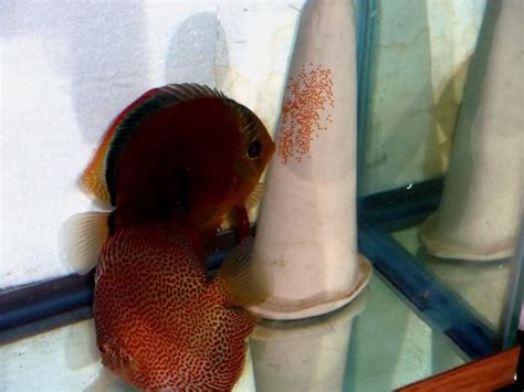 Discus Fish Breeding Tank Setup