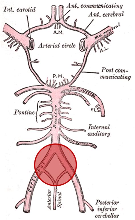 DUŻE i małe koło tętnicze w obrębie mózgowia Szkoła Anatomii Maciej