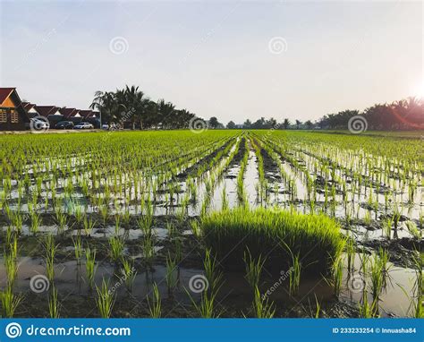 Arrozal De Arroz Al Atardecer Con Rayos Solares Foto De Archivo