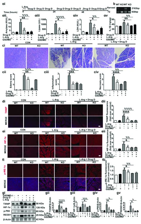 Knockout Of Gsdmd Reduces Pancreatic Necrosis Systemic Inflammation