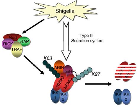 Inhibition Of Ikk Activation By Shigella Effector Ipah Shigella