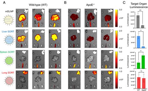 On The Mechanism Of Tissue Specific MRNA Delivery By Selective Organ