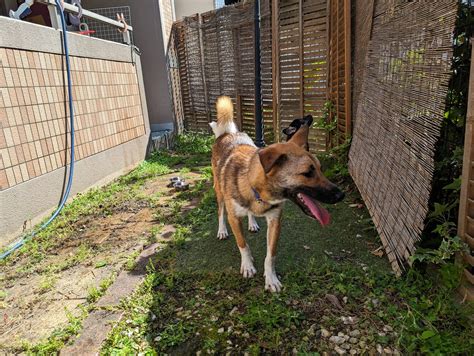 「なかなかお声かかりません」大阪府 犬の里親募集483326 2枚目の画像 ペットのおうち【里親決定25万頭！】