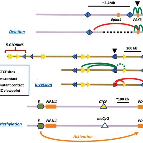 CTCF Roles In Domain Organization Within The Nucleus A TADs In The