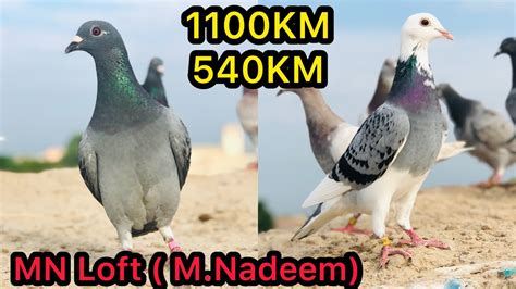 Extreme Long Distance Racing Pigeons Of MN Loft Kalapati Racer