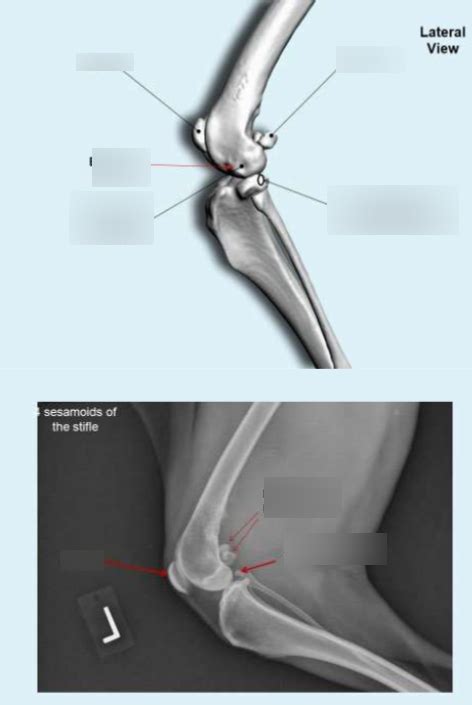 Vm 602 Anatomy Femur Patella Diagram Quizlet