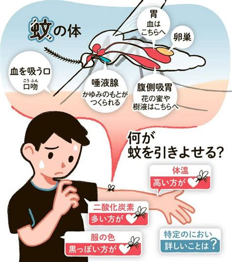 蚊に刺されるとなぜかゆい 唾液に免疫が反応、程度には個人差：朝日新聞デジタル