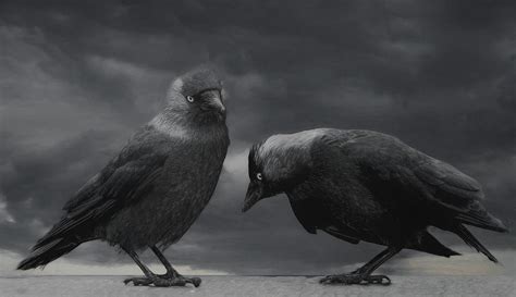 The Jackdaws Photograph By Chris Lord Fine Art America