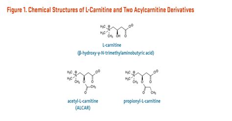 L Carnitine Uses Side Effects Interactions Dosage And Supplements