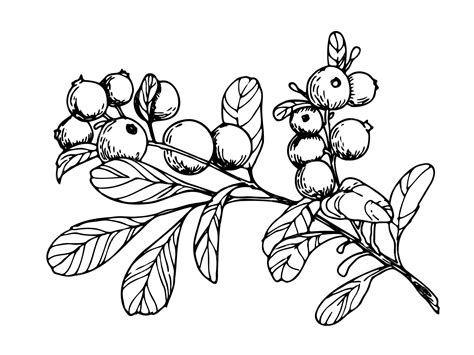 Premium Vector Sketch Of Cranberry Branch Hand Drawn Vector