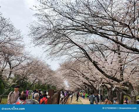 Cherry Blossom Festival in Korea Editorial Image - Image of blossom, festival: 275208365