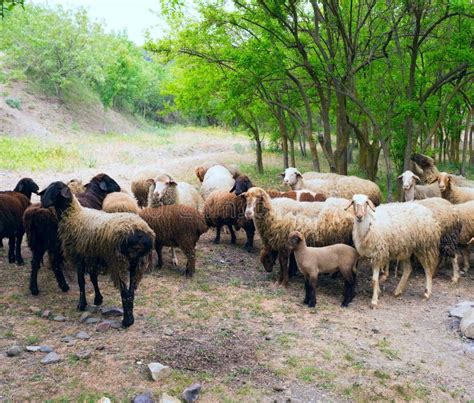 Flock Of Sheep On The Hillside Stock Photo Image Of Sheep Green