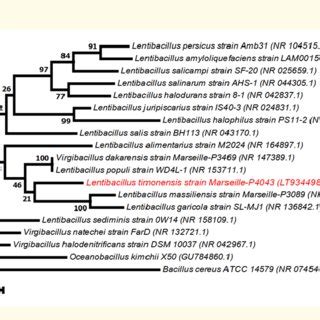 Phylogenetic Tree Highlighting The Position Of Peptoniphilus Phoceensis