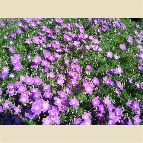 Geranium incanum - Ground Covers - Plant Type | Geraniums, Types of ...