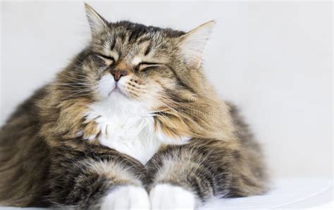 Adorable Brown Tabby Female Siberian Cat Lying in the House Stock Photo ...