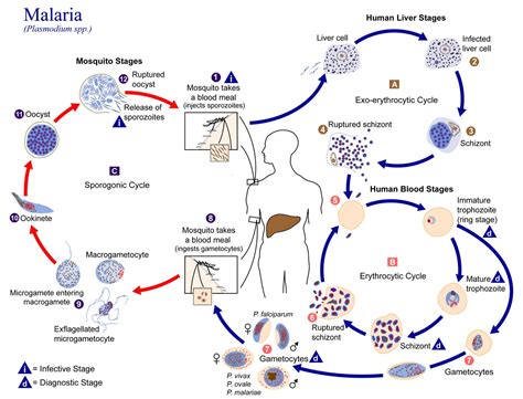 Trichomonas Vaginalis Life Cycle