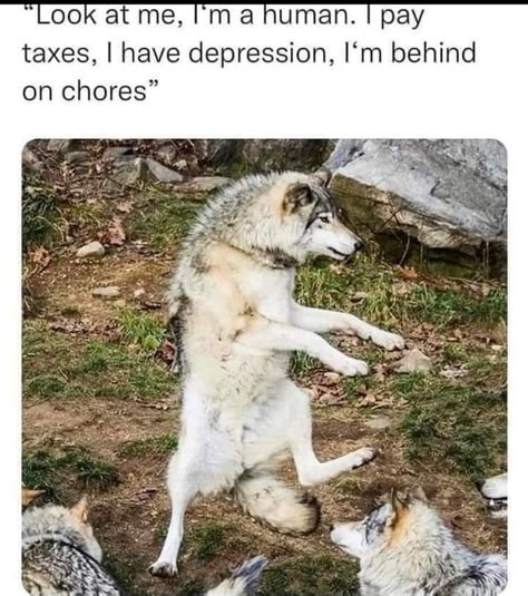 The Wolf Actually Looks Happy Meme Subido Por Voltron 2211 Memedroid