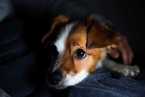 Que Bien Ven Los Perros En La Oscuridad