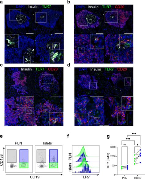 Expression Of TLR7 Protein In Pancreatic Islets In NOD Mice Ad