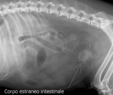 Enterotomia Per Ostruzione Intestinale Clinica Veterinaria S Eusebio