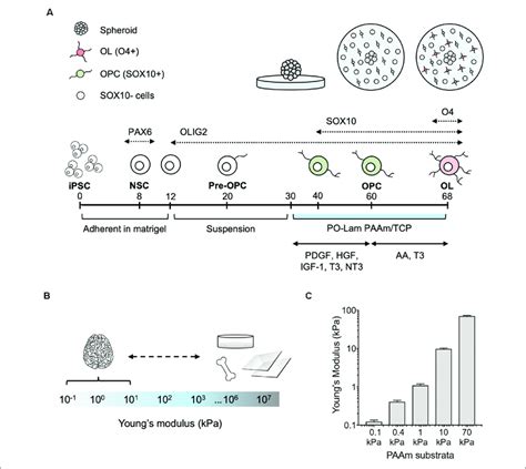 Differentiation Of Human Oligodendrocytes From Human Induced