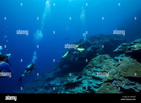 Divers enjoying drift diving. Yap island Federated States of Micronesia ...