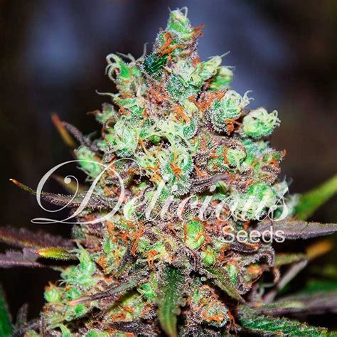 Cotton Candy | Feminized Cannabis Seeds | Delicious Seeds