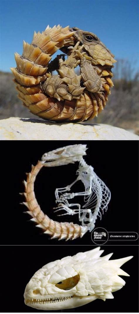 Youve Probably Seen The Armadillo Lizard Here Before But Did You Know