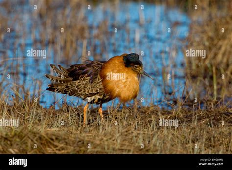 Ruff Collar Hi Res Stock Photography And Images Alamy