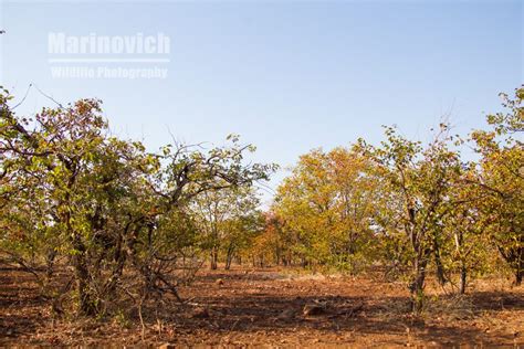 Mopane Tree A Pictorial Tribute Wayne Marinovich Photography