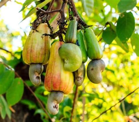 How To Grow Cashew Trees Cashew Tree Care Tips Belo Garden