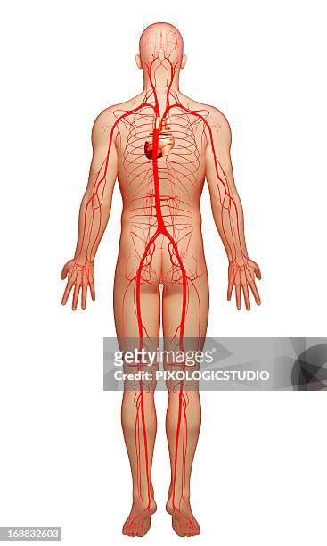 Human Arteries Artwork High Res Vector Graphic Getty Images