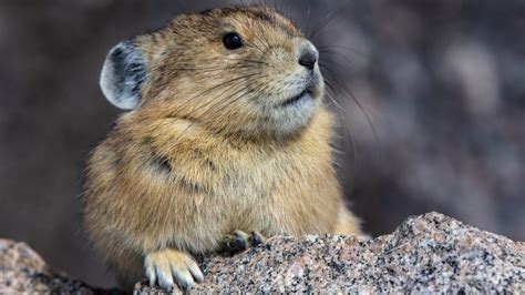 Pika on Mount Evans, Rocky Mountain National Park, Colorado, USA ...