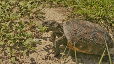 Juvenile Gopher Tortoise Gopherus Polyphemus Eating Invasive