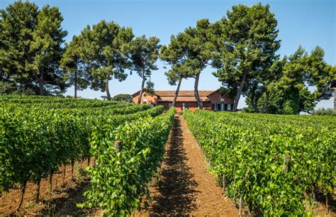 Un Calice Di Biodiversit In Cantina L Enoturismo Tra I Vitigni