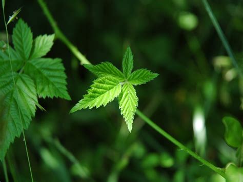 Fondos De Pantalla Hojas Naturaleza C Sped Plantas Verde Hoja