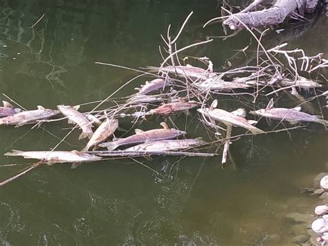 Detectan En La Provincia Ja N Una Alta Mortandad De Peces En El R O